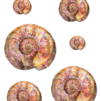 FTU Videos & Clips – Seashells