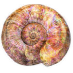 fratal-enhanced-seashell-by-dms