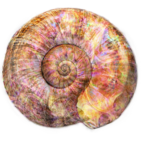 fratal-enhanced-seashell-by-dms