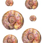 sheet-of-opalescent-seashells-by-dms-free-2-use