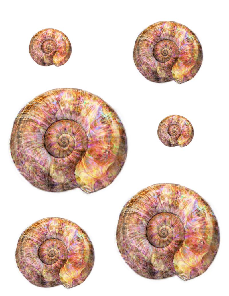 sheet-of-opalescent-seashells-by-dms-free-2-use